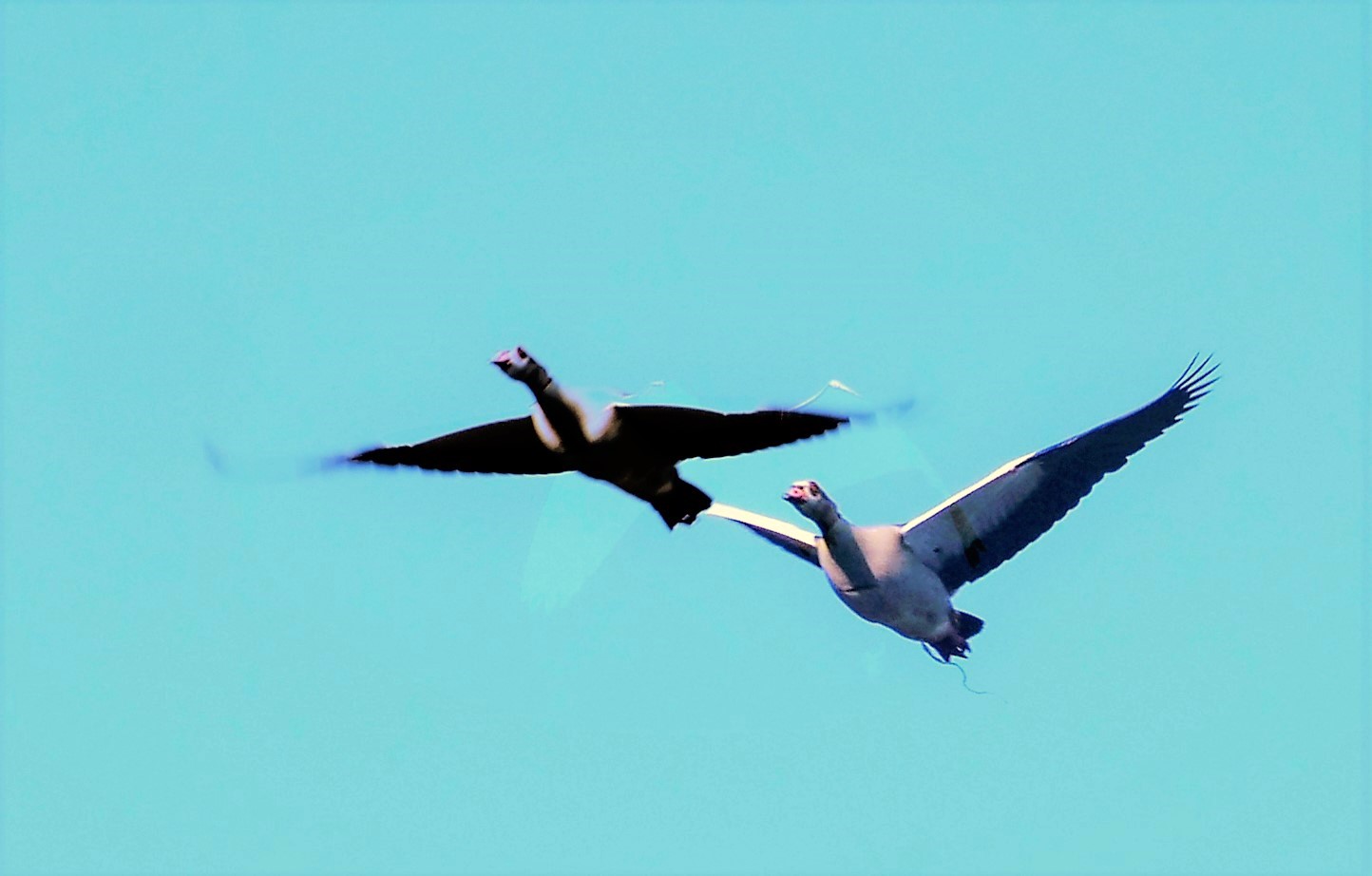 Der Schatten fliegt voraus.