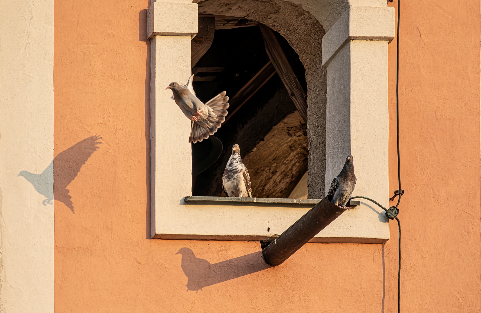 Der Schatten fliegt vorraus 