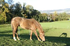 Der Schatten frisst mit