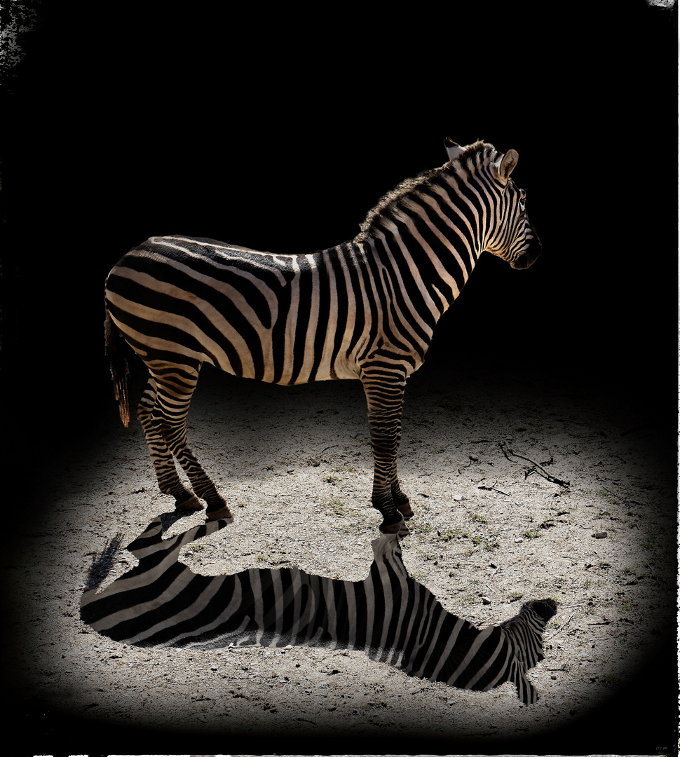 Der Schatten und sein Zebra