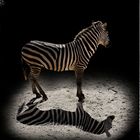 Der Schatten und sein Zebra