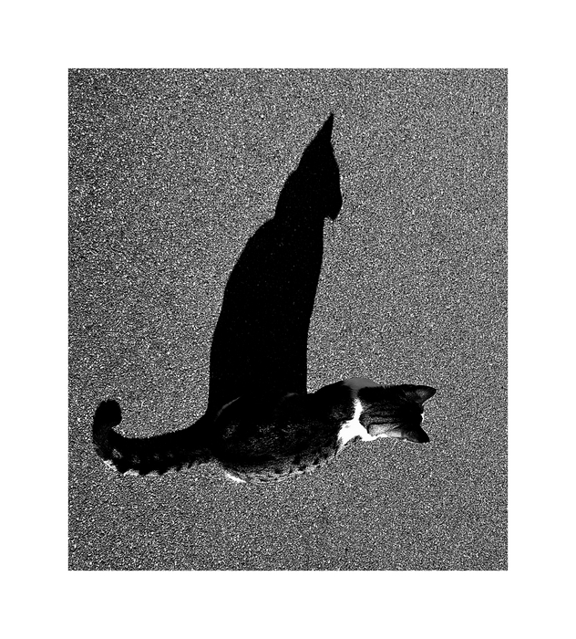 Der Schatten - und seine Katze