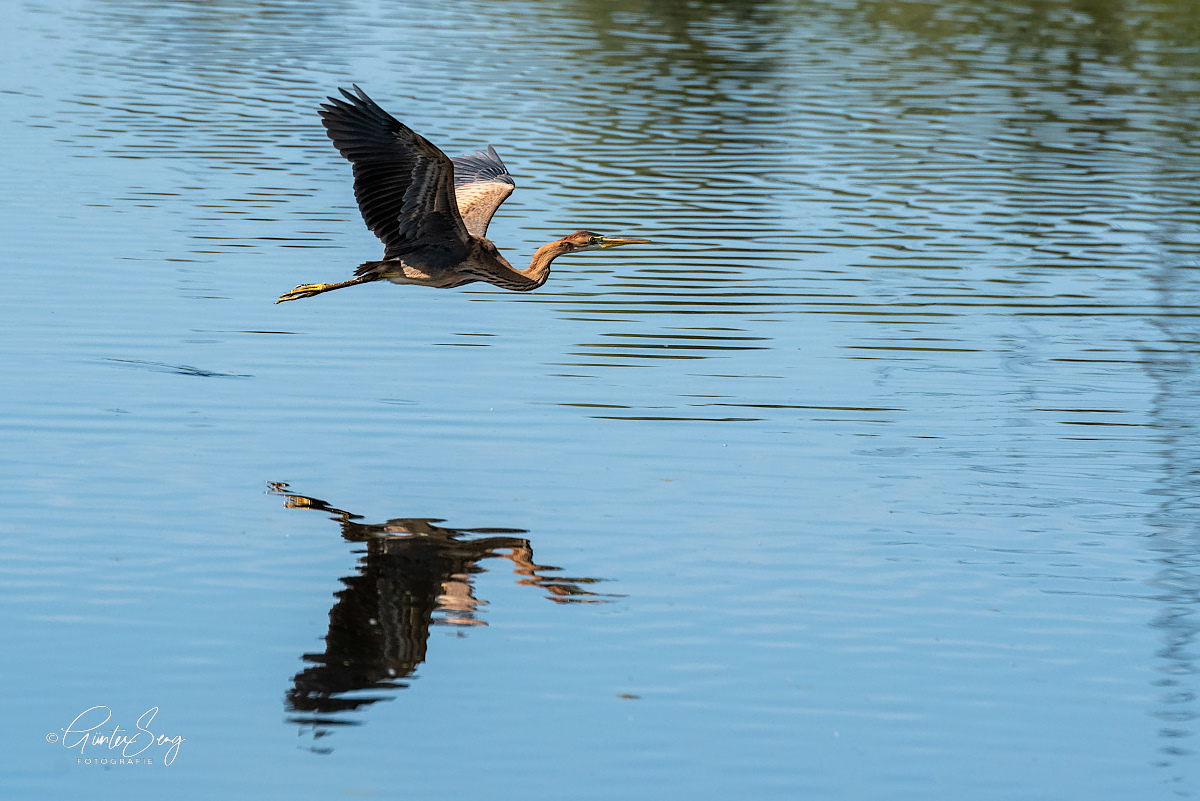 Der Schattenflieger