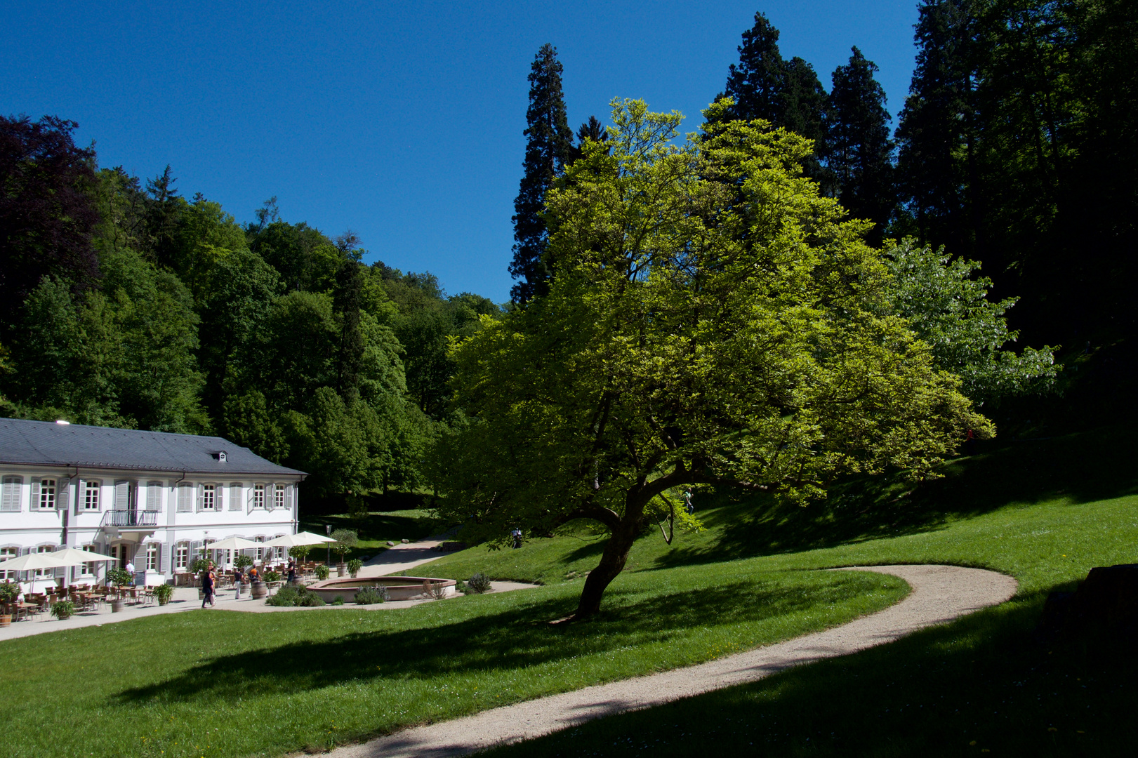 Der schattenspendende Baum im Fürtstenlager