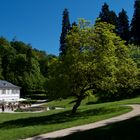 Der schattenspendende Baum im Fürtstenlager