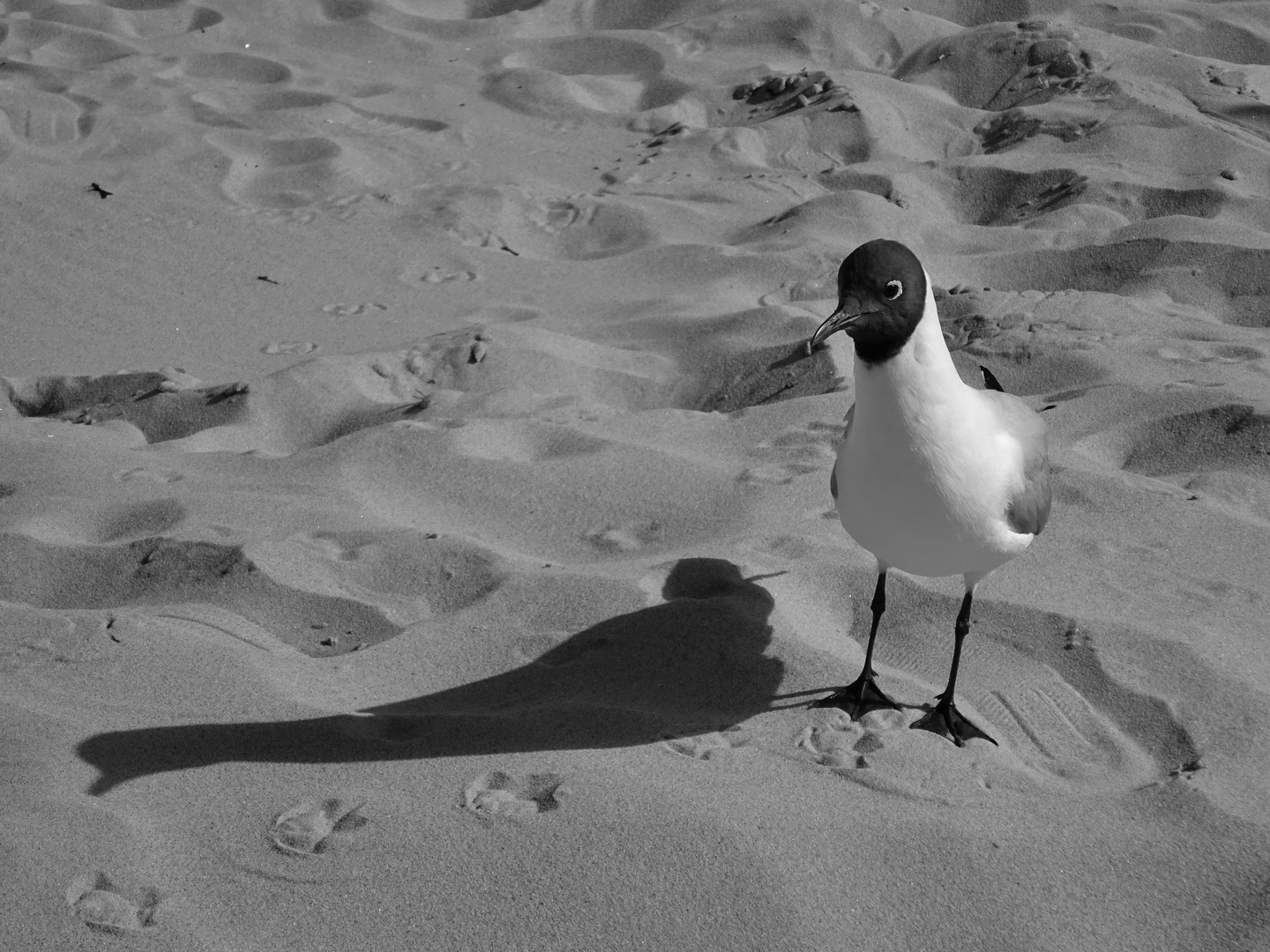 Der Schattenvogel