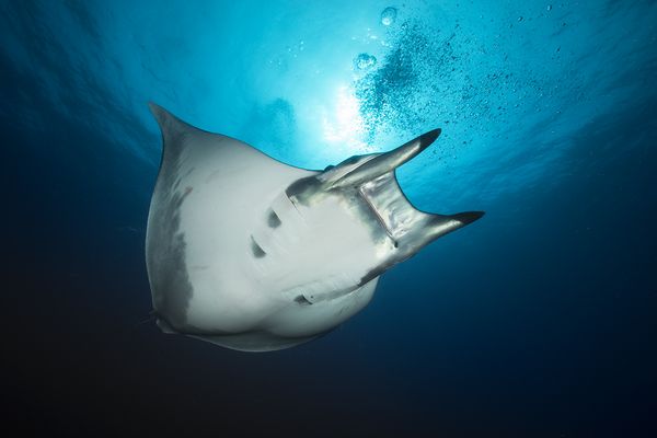 Der Schatz von Princessa Alice...