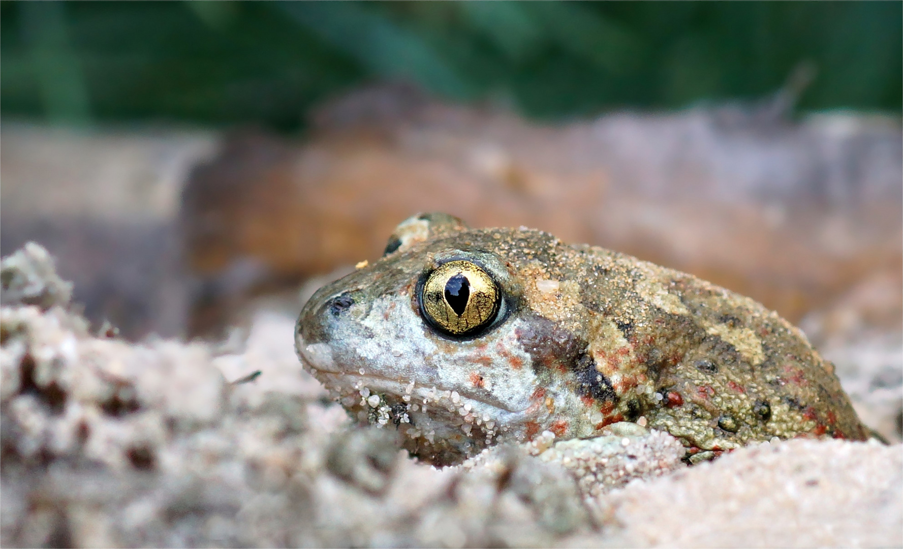 Der Schaufelkönig - Knoblauchkröte (Pelobates fuscus)