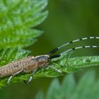 Der Scheckhorn-Distelbock (Agapanthia villosoviridescens) …