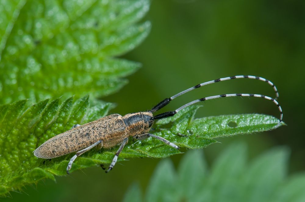 Der Scheckhorn-Distelbock (Agapanthia villosoviridescens) …