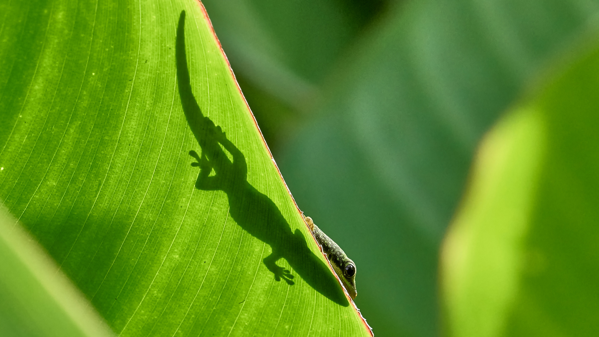 Der scheue Gecko