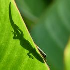 Der scheue Gecko