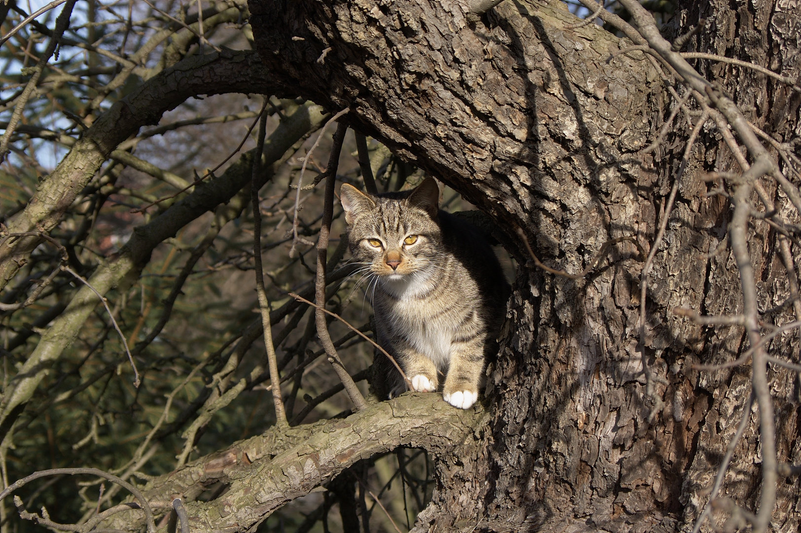 Der scheue Kater