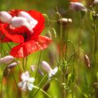 Der scheue Mohn ...