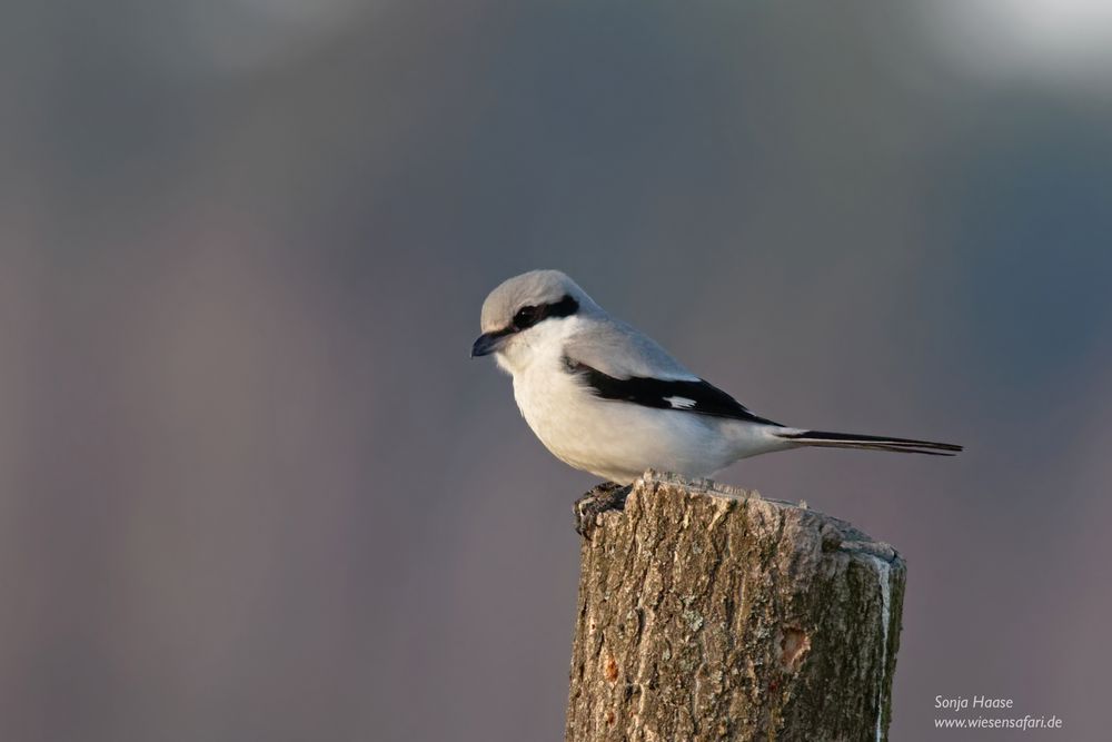 Der scheue Raubwürger (Lanius excubitor),