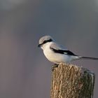 Der scheue Raubwürger (Lanius excubitor),