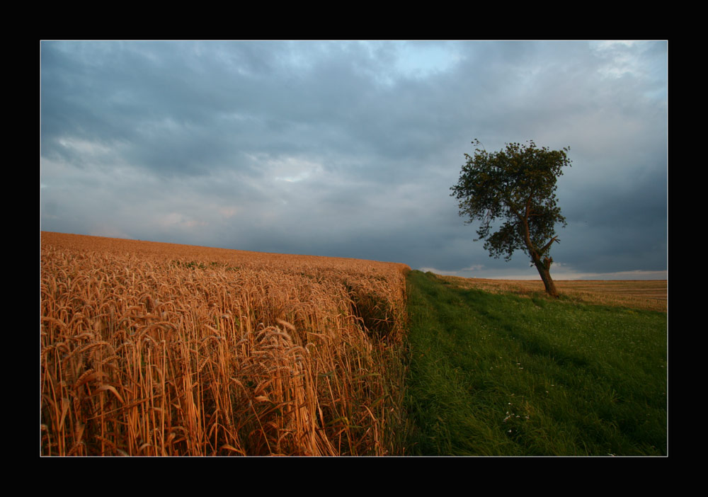 Der schiefe Baum