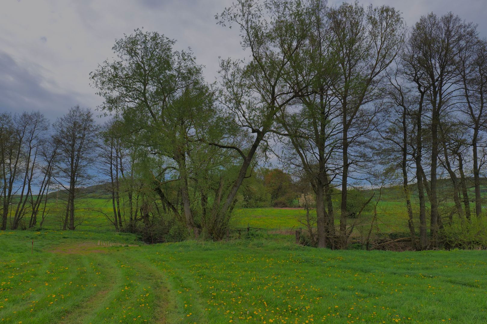 der schiefe Baum