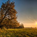 Der schiefe Baum an der Spree