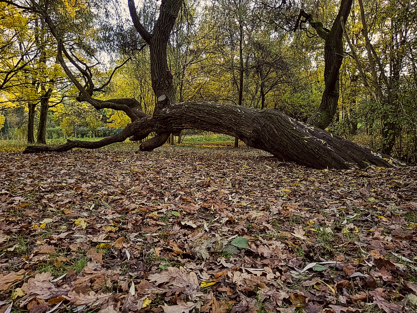 Der schiefe Baum von Höchs