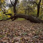 Der schiefe Baum von Höchs