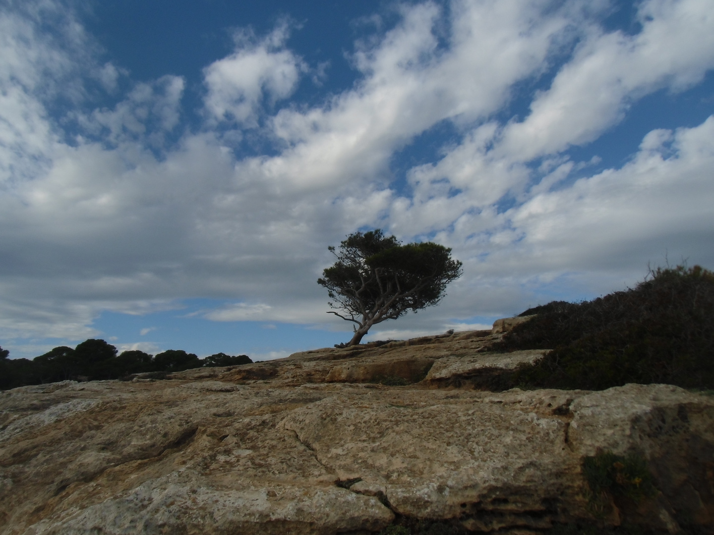 Der schiefe Baum von Mallorca