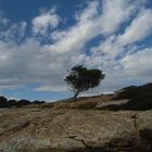 Der schiefe Baum von Mallorca