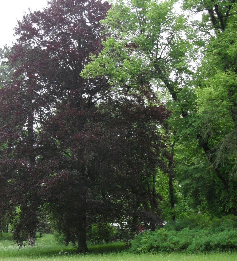 der schiefe baum von meiningen