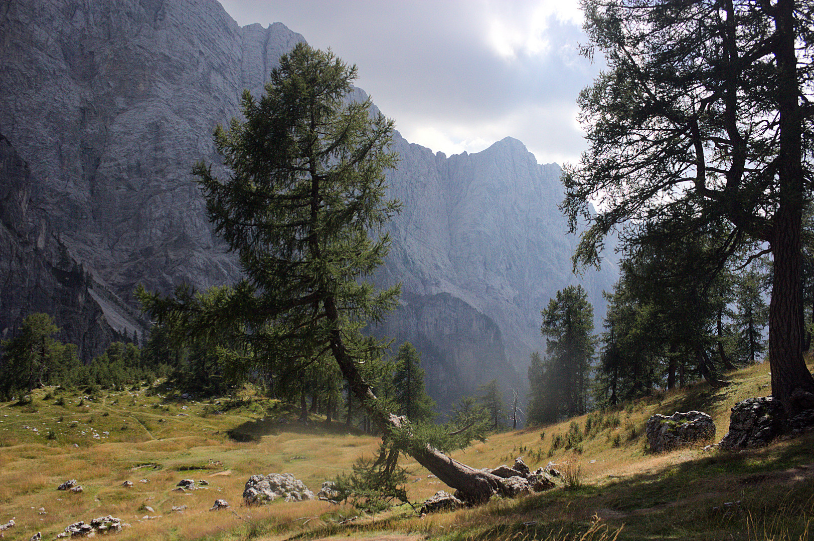 Der schiefe Baum von Triglav