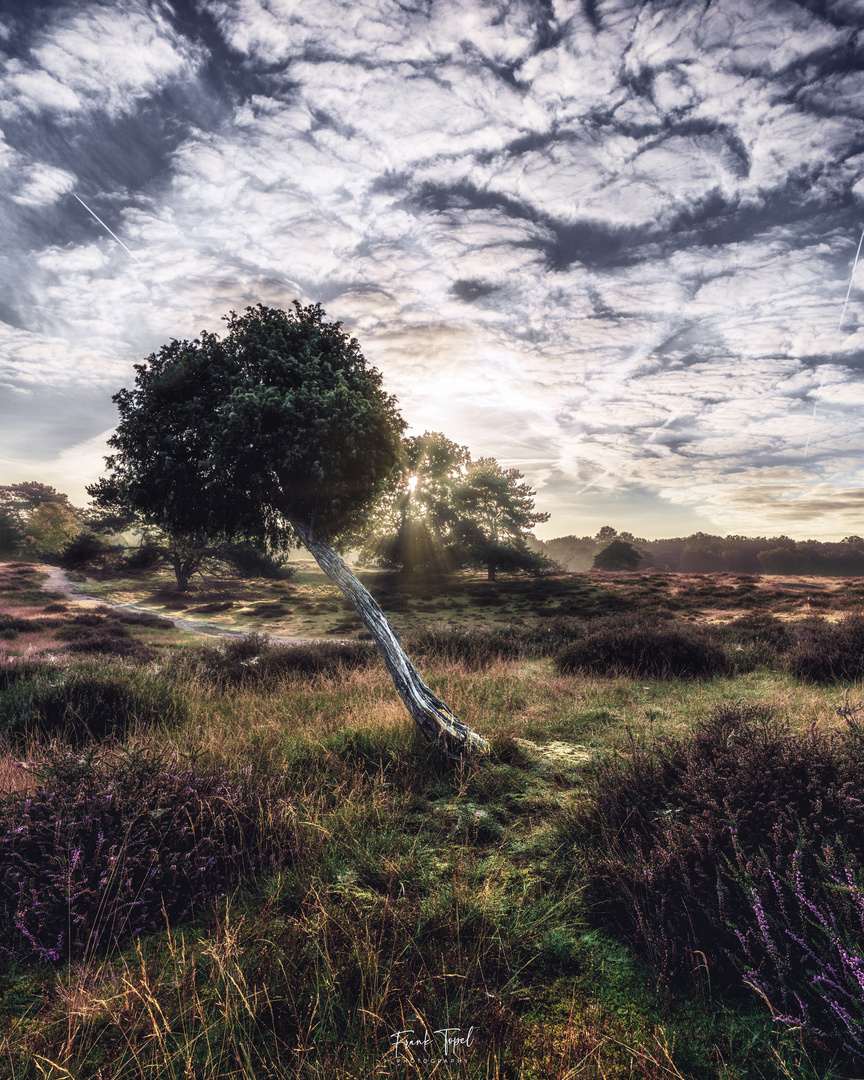 Der schiefe Baum von Westrup