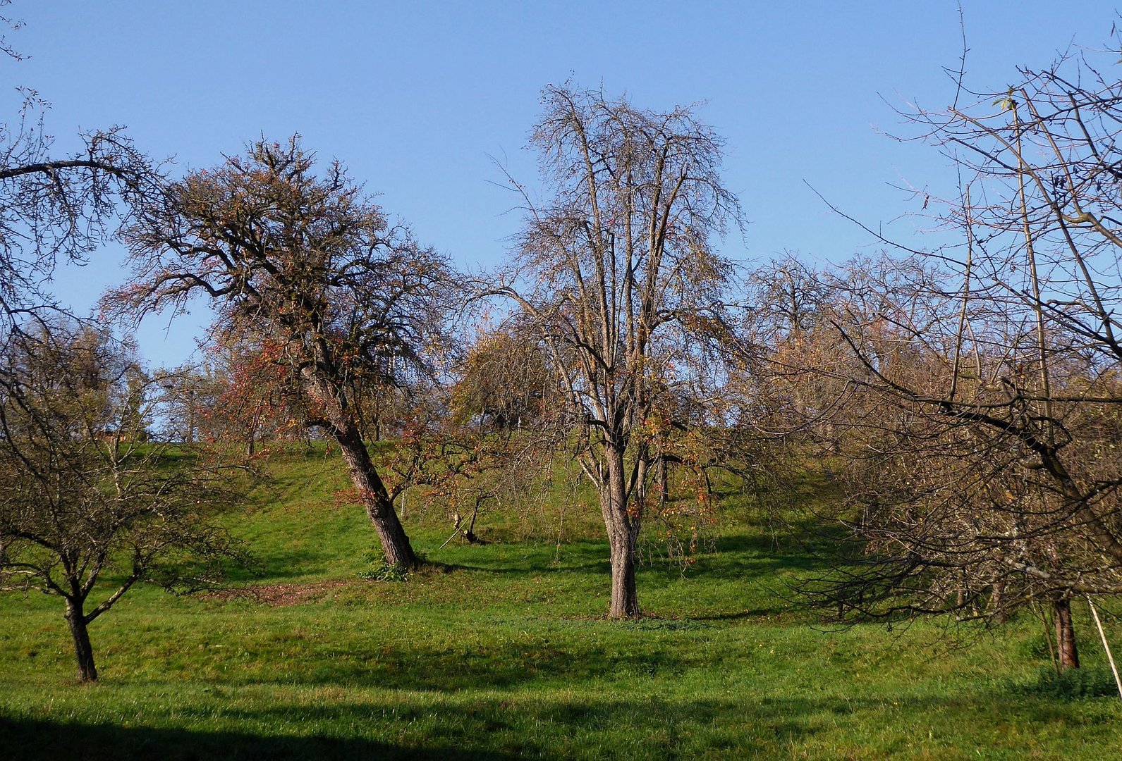 Der schiefe Birnbaum