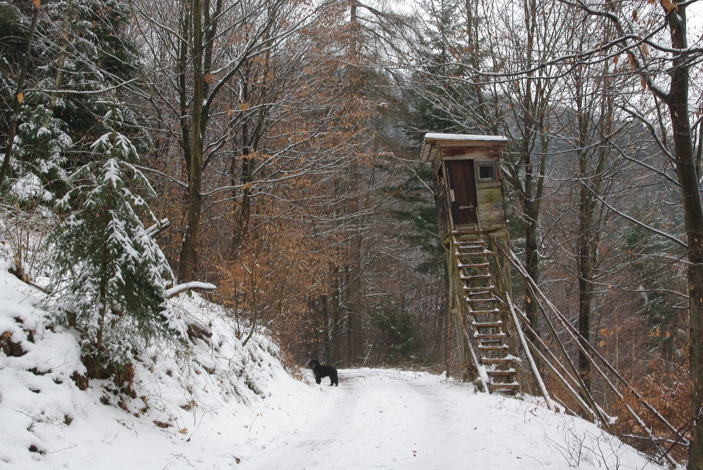 Der schiefe Hochsitz im Winter