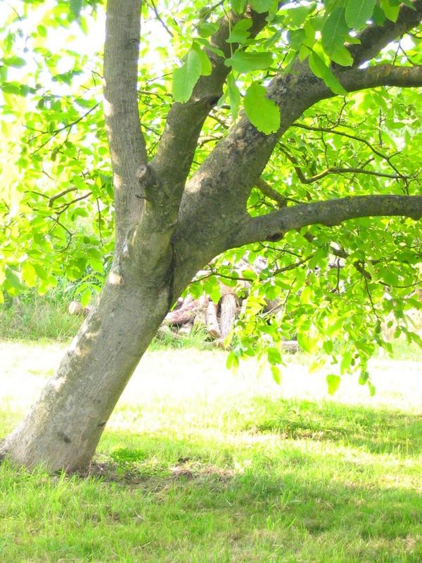 der schiefe walnußbaum