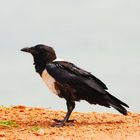 Der Schildrabe (Corvus albus) ...