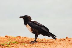 Der Schildrabe (Corvus albus) ...