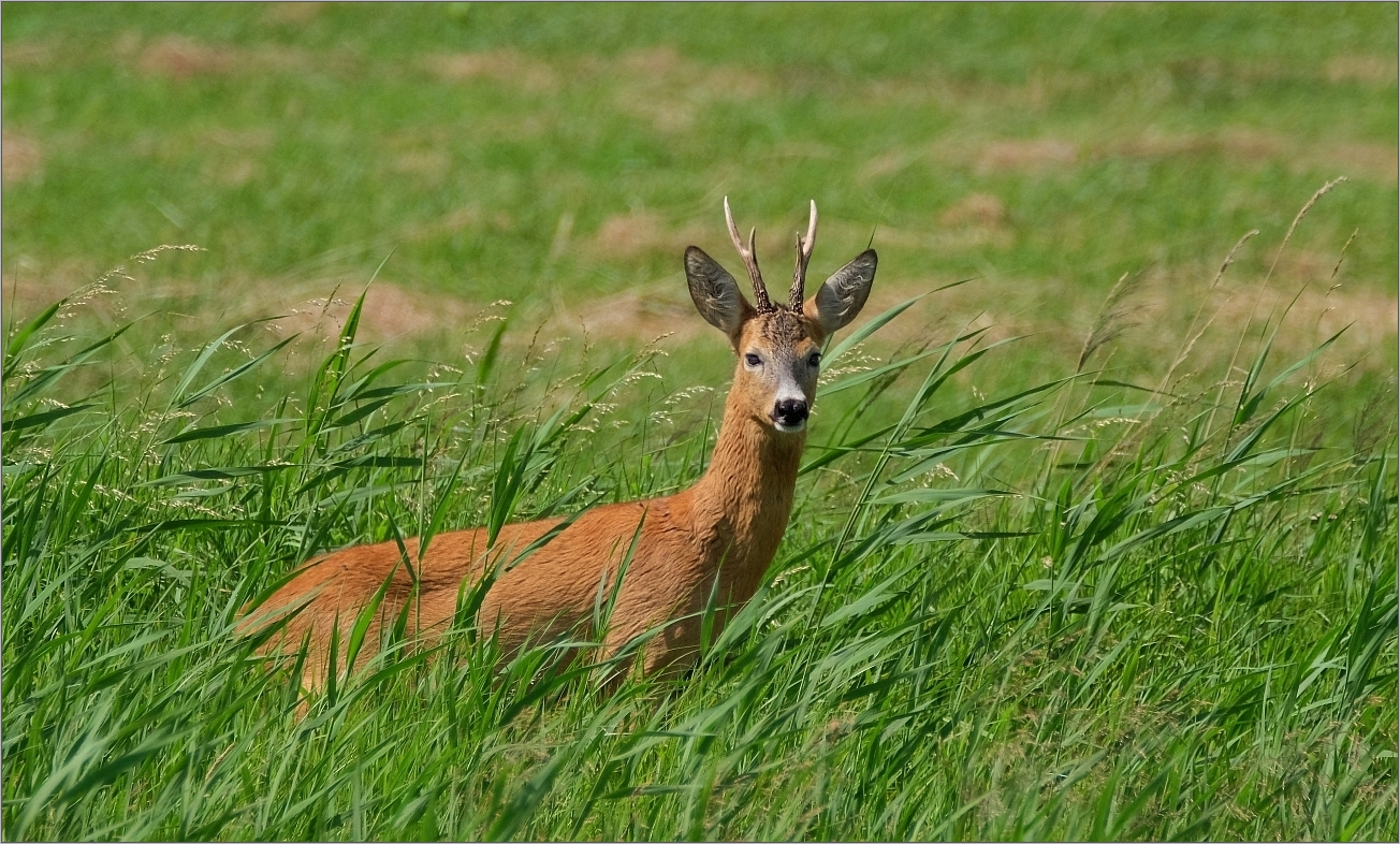 Der Schilf-Bock