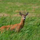 Der Schilf-Bock