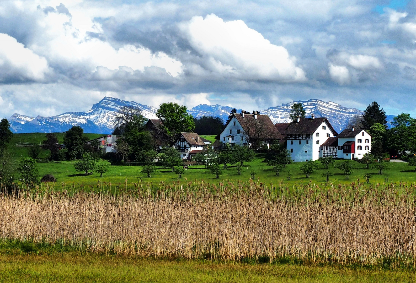 Der Schilf, die Häuser und die Berge