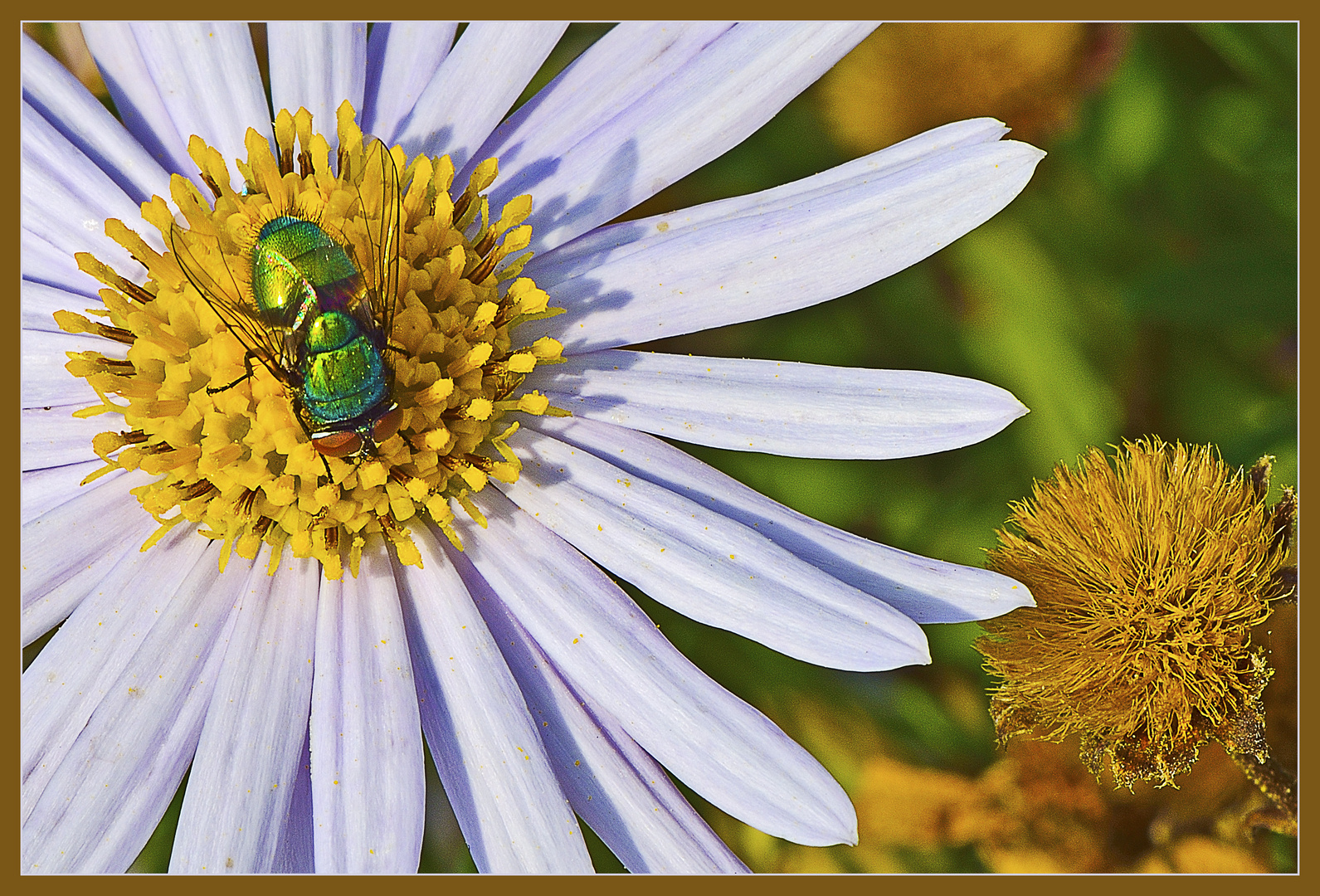 Der schillernde Besucher