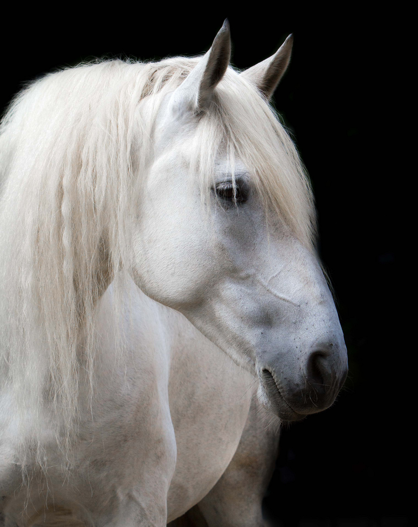 Der Schimmel Im Portrait Foto Bild Tiere Haustiere Pferde Esel Maultiere Bilder Auf Fotocommunity