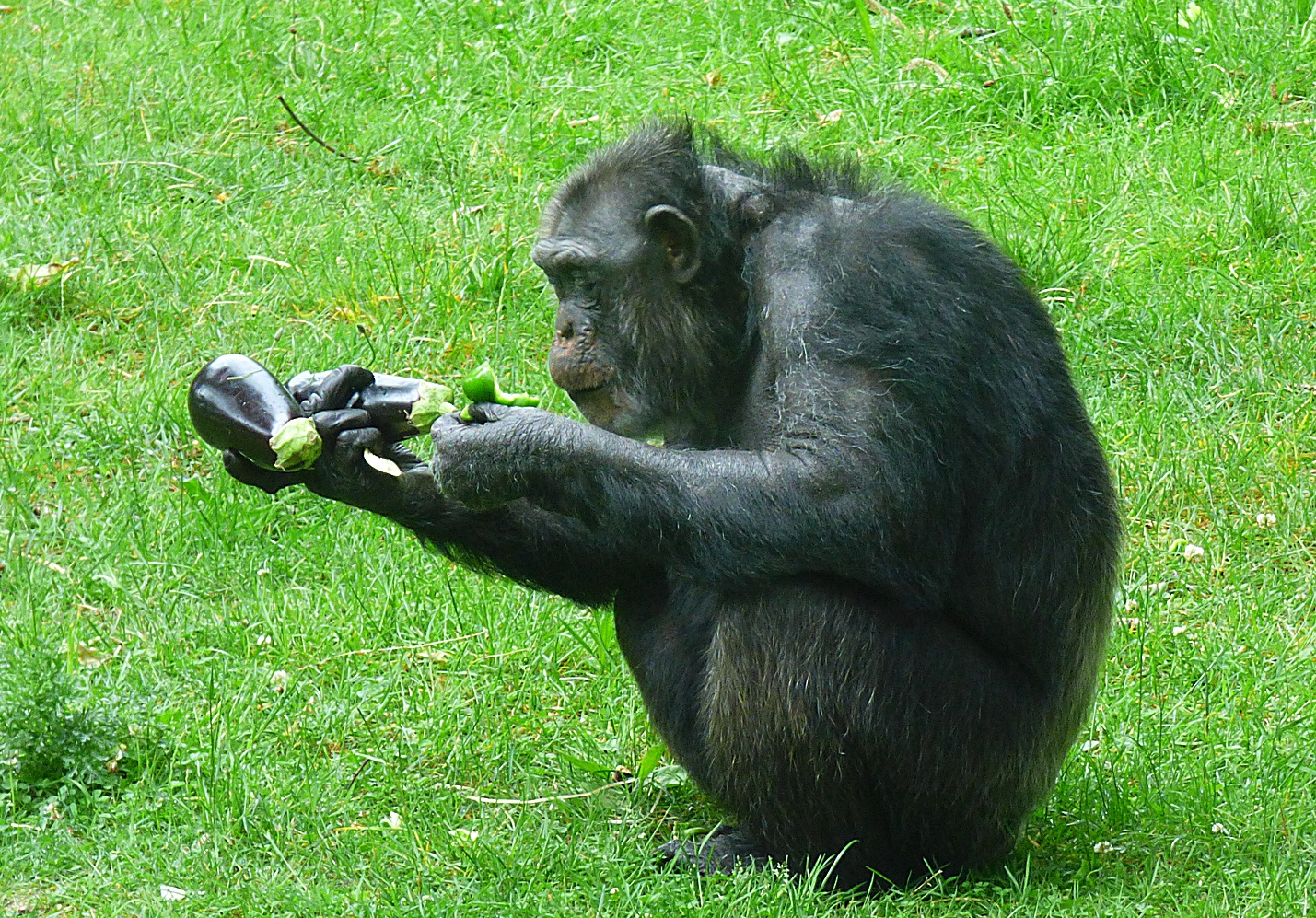 Der Schimpanse . . . 