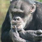 Der Schimpanse denkt nach