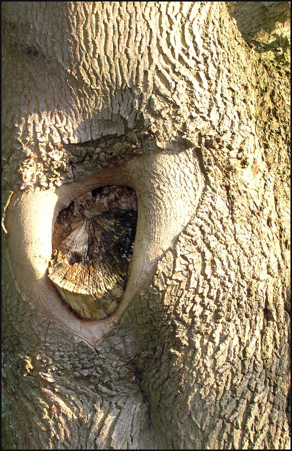 Der Schimpanse guckt mal aus dem Baum raus