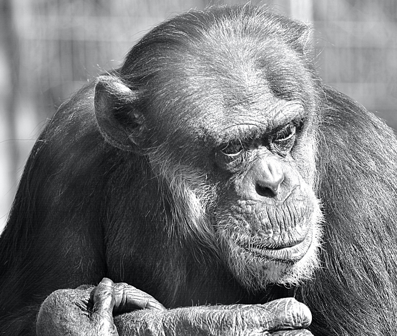 Der Schimpanse schaut sich in Ruhe um