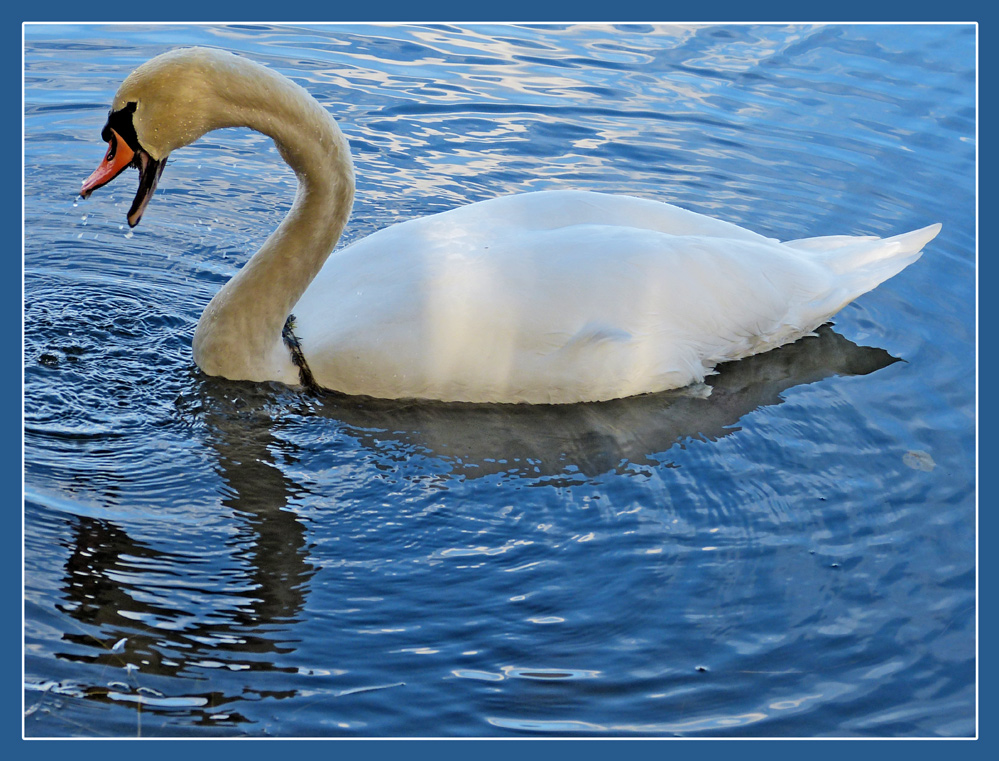 Der schimpfende Schwan.