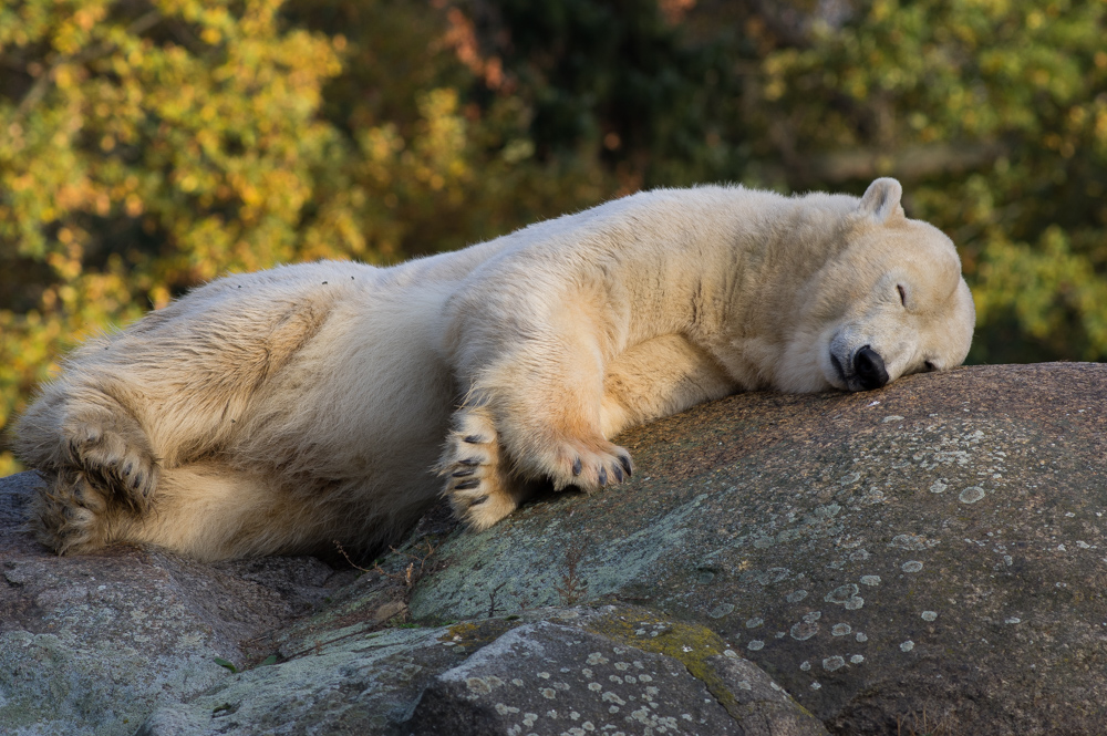 Der schlafende Eisbär