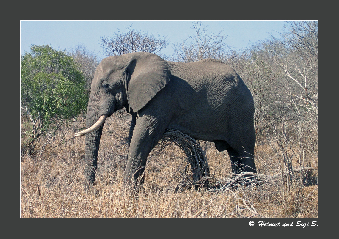 Der schlafende Elefant, Krüger NP