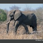 Der schlafende Elefant, Krüger NP