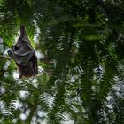 Der schlafende Flugfuchs