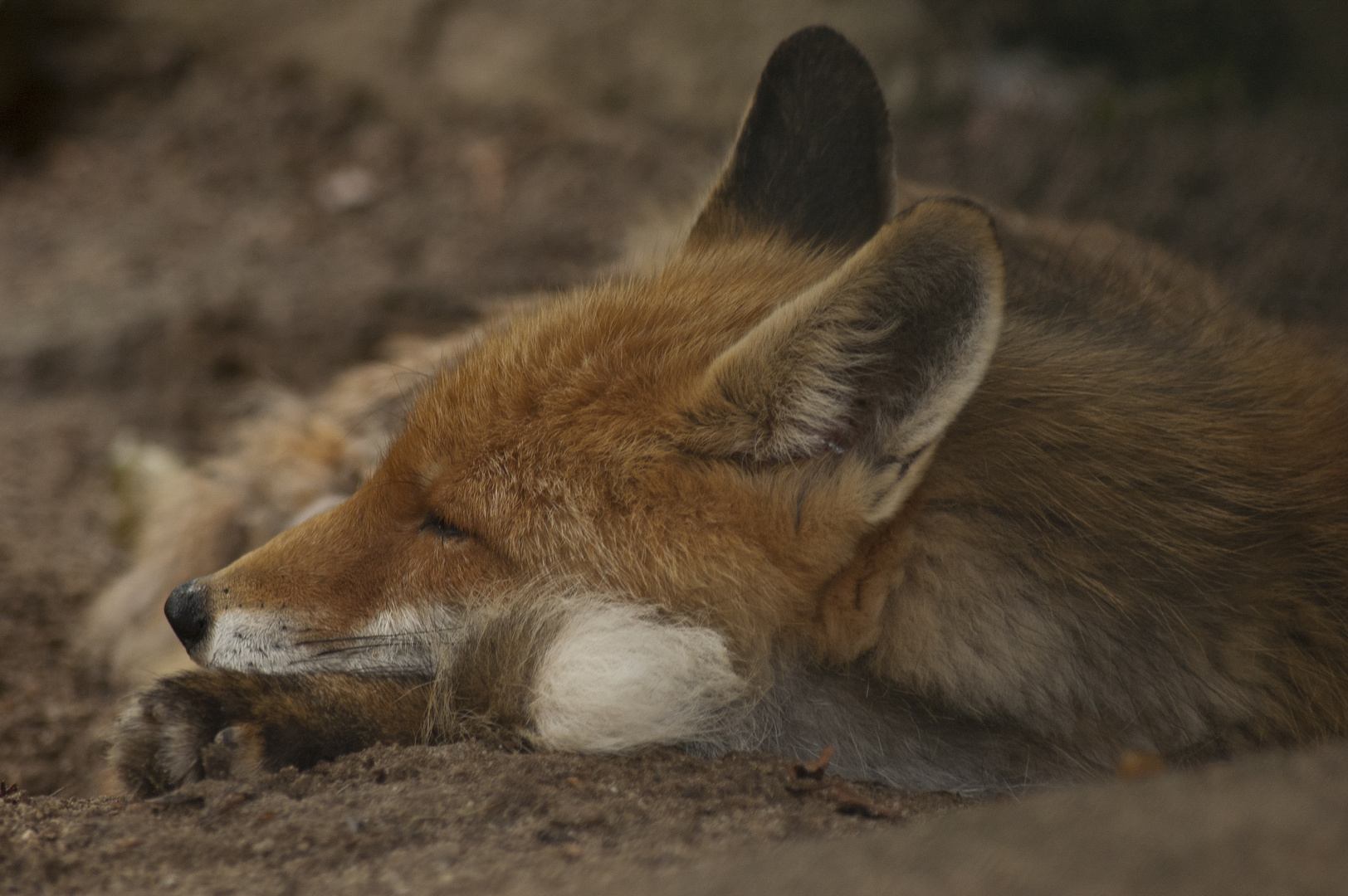 Der schlafende Fuchs